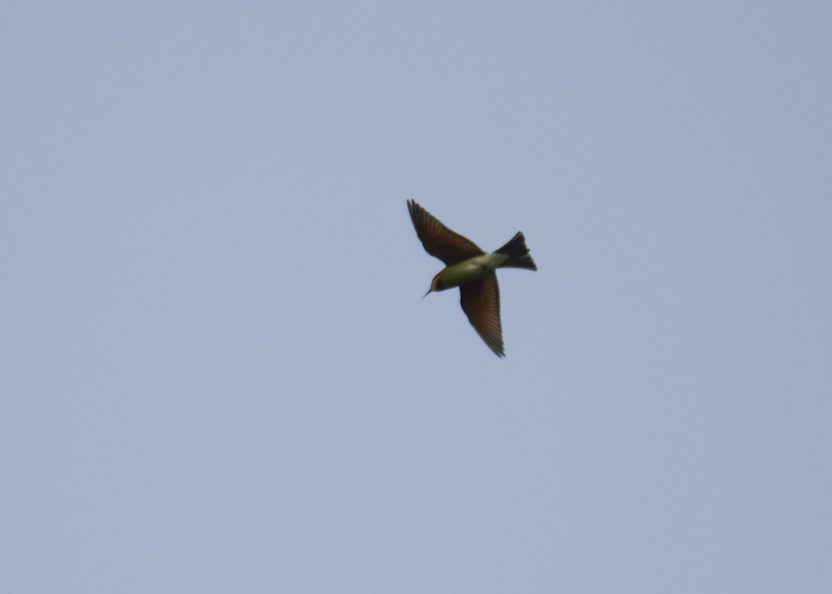 Chestnut-headed Bee-eater - ML292015101