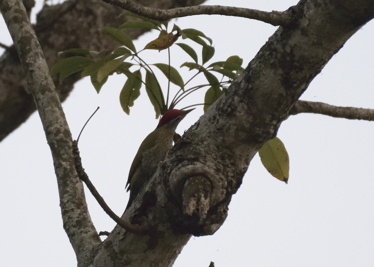 Streak-throated Woodpecker - ML292015431