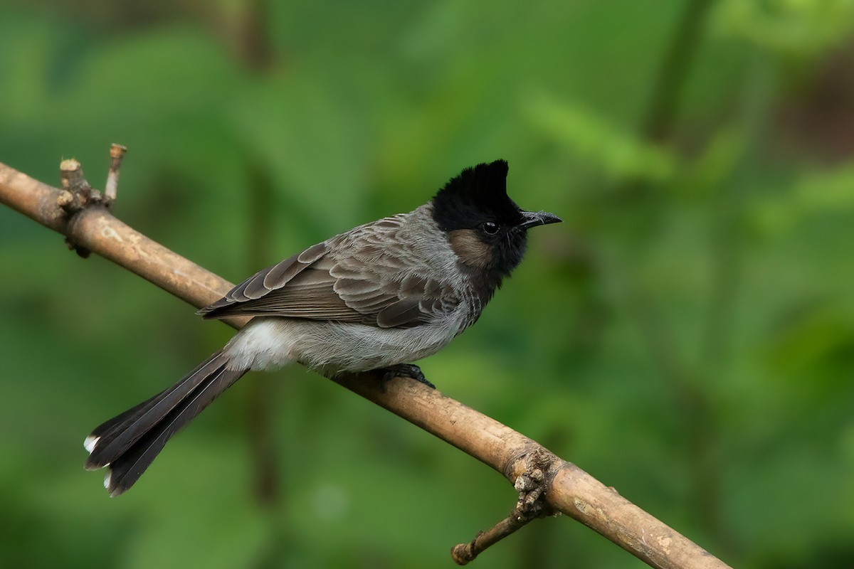 Red-vented Bulbul - ML292015691