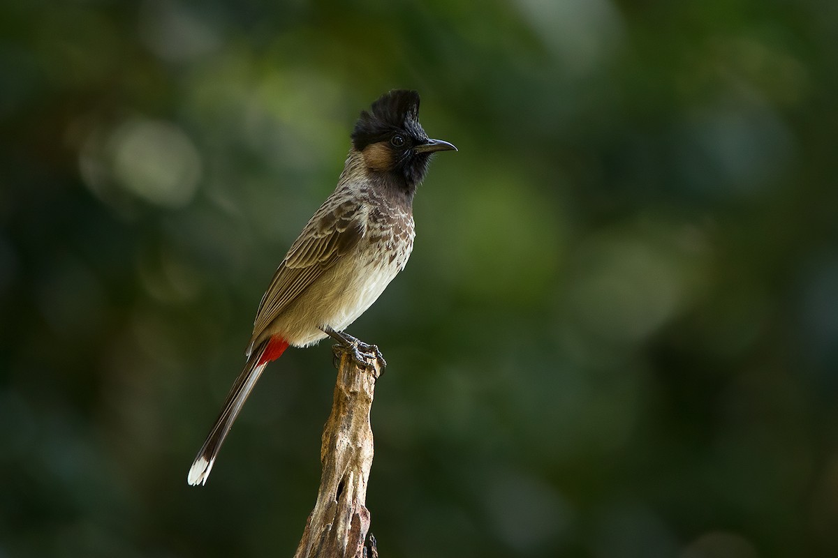 Red-vented Bulbul - ML292015711