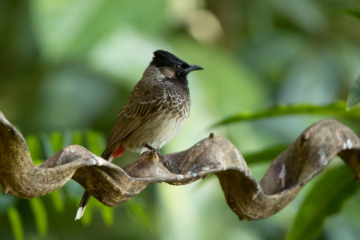 Red-vented Bulbul - ML292015721