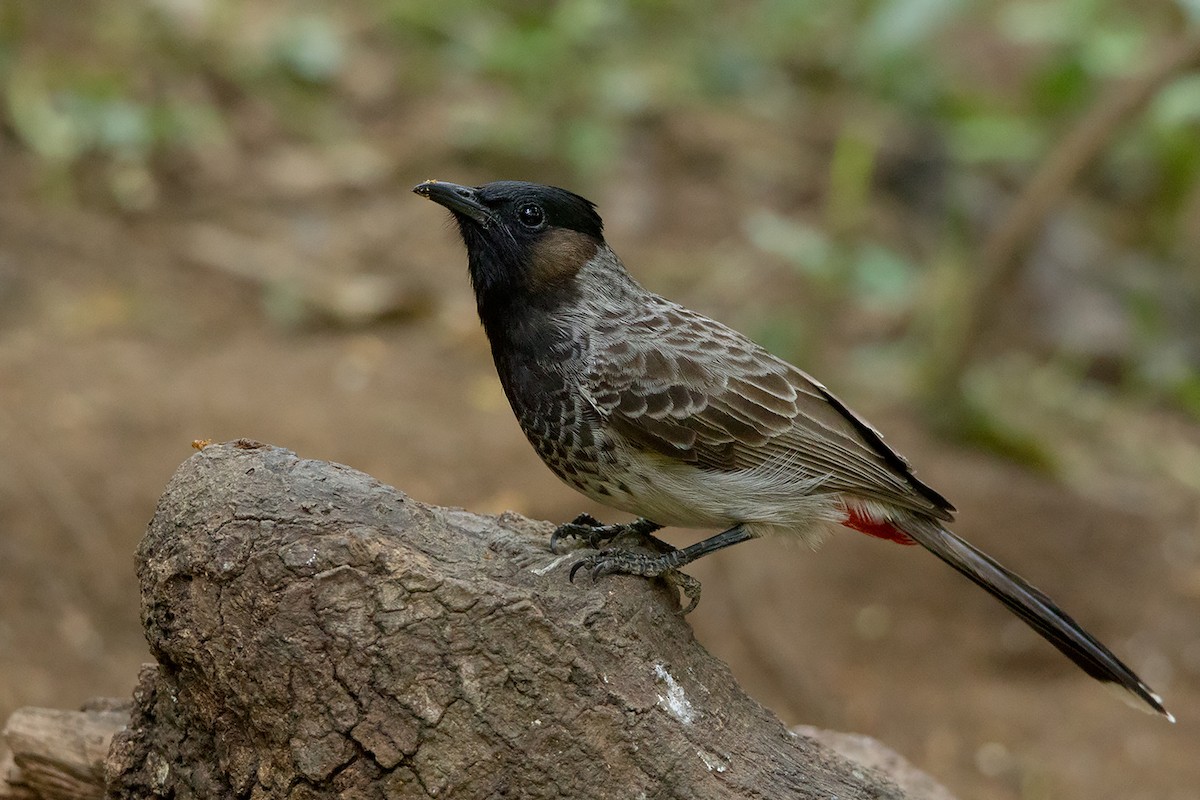 Red-vented Bulbul - ML292015741