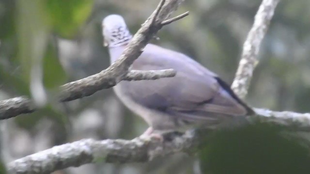 Nilgiri Wood-Pigeon - ML292019721