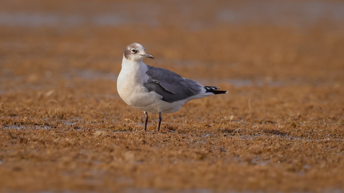 Franklin's Gull - Chris Young