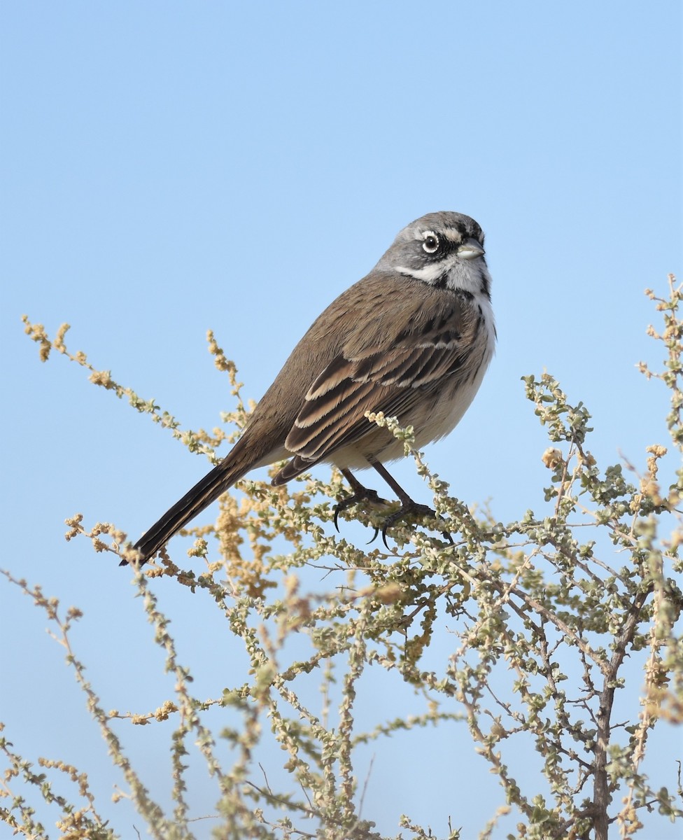 Bell's Sparrow (canescens) - ML292022321