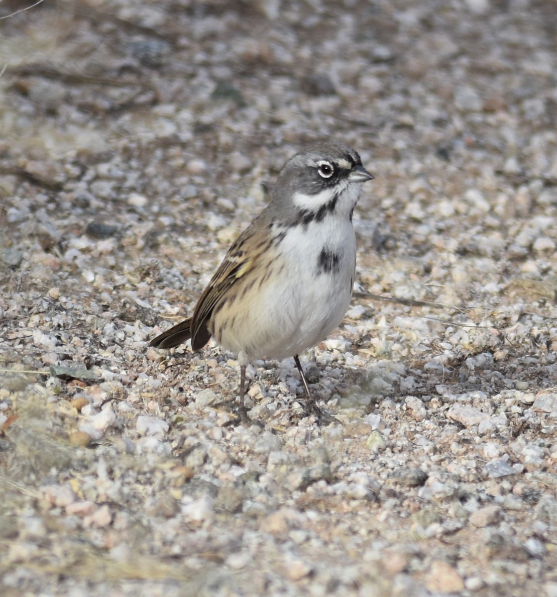 Bell's Sparrow (canescens) - ML292022371