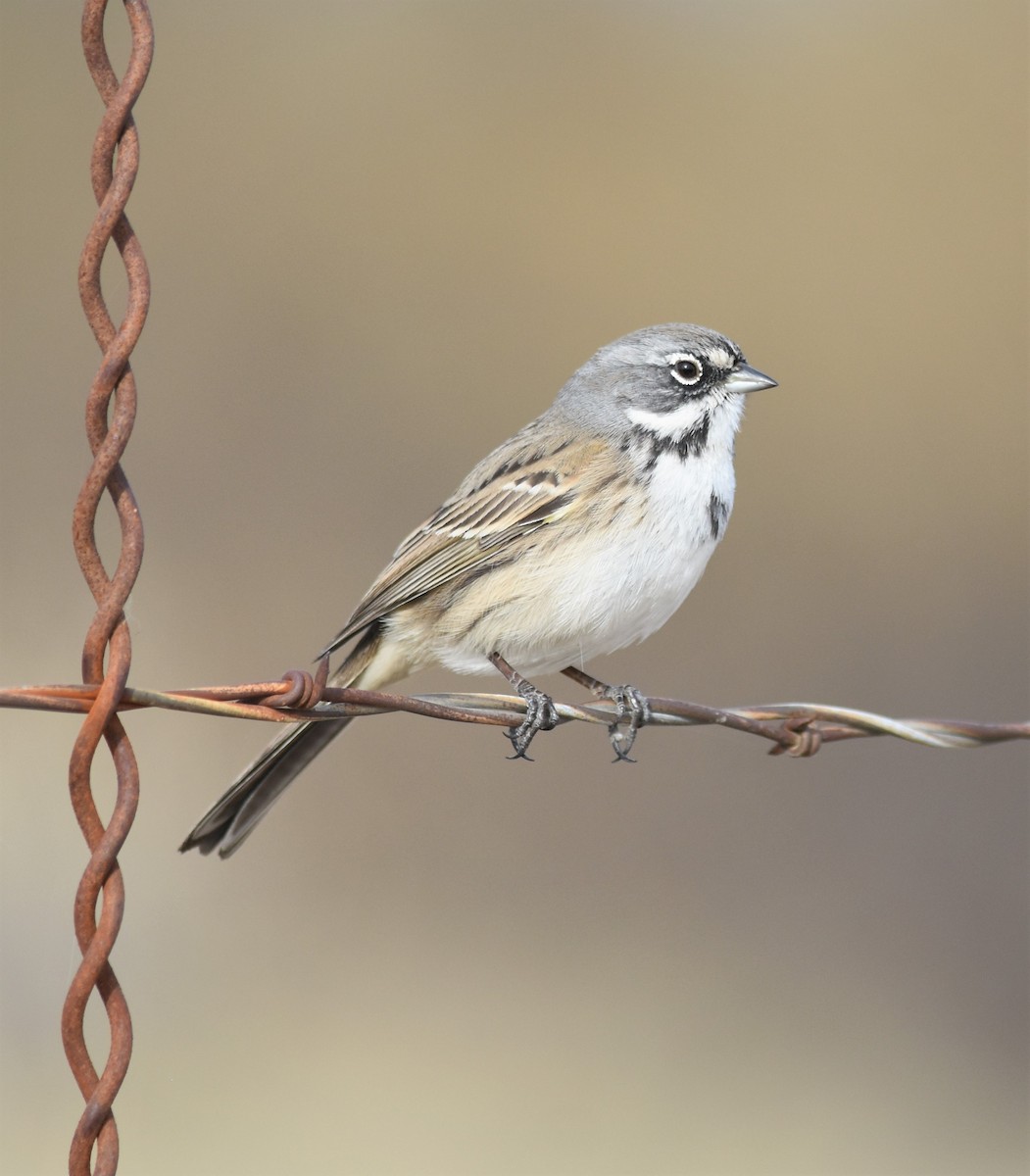 Bell's Sparrow (canescens) - ML292022431