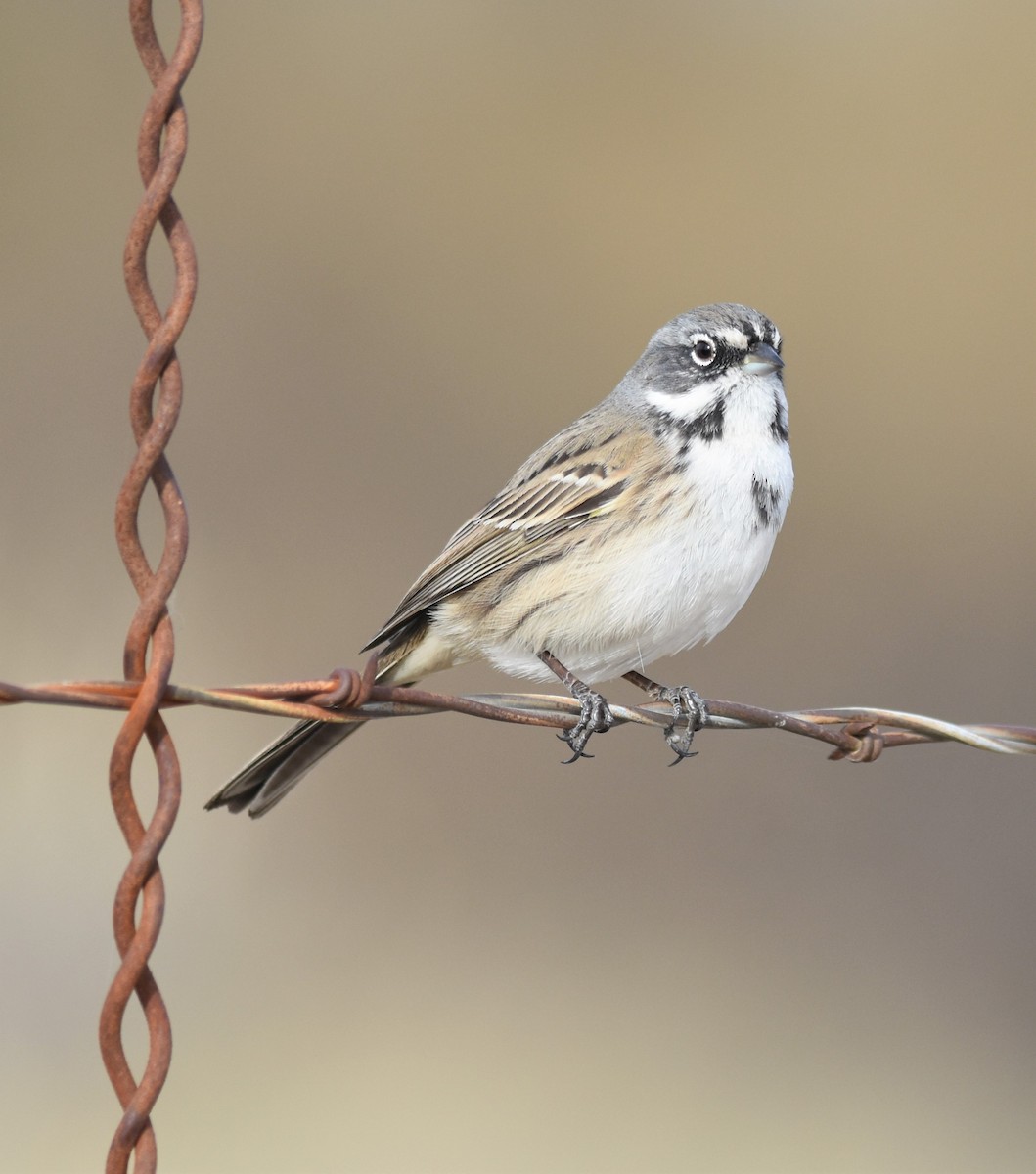 Bell's Sparrow (canescens) - ML292022481