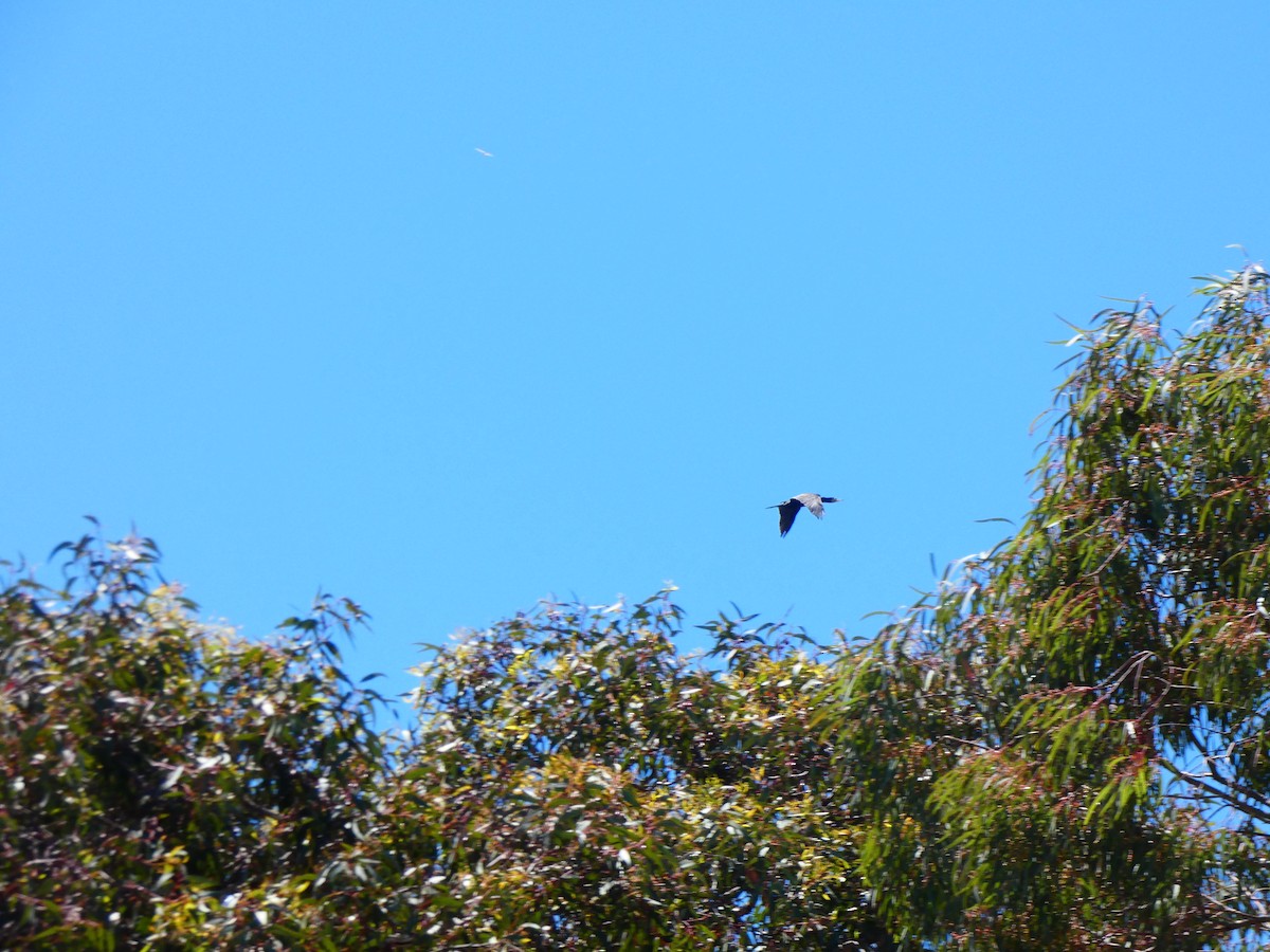 Great Cormorant - Ian Melbourne