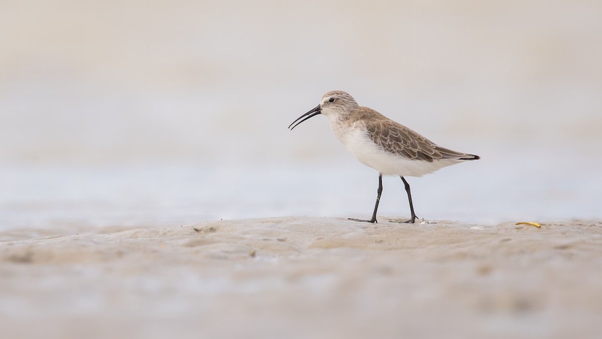Curlew Sandpiper - Chris Young