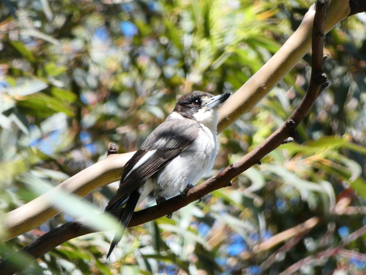 Gray Butcherbird - Ian Melbourne