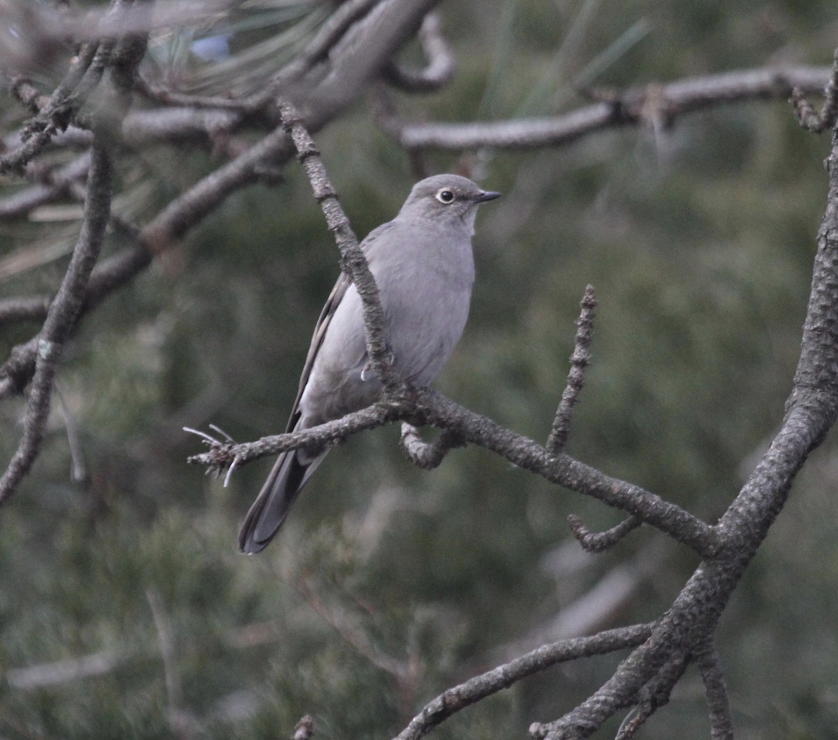 Townsend's Solitaire - Sam Manning