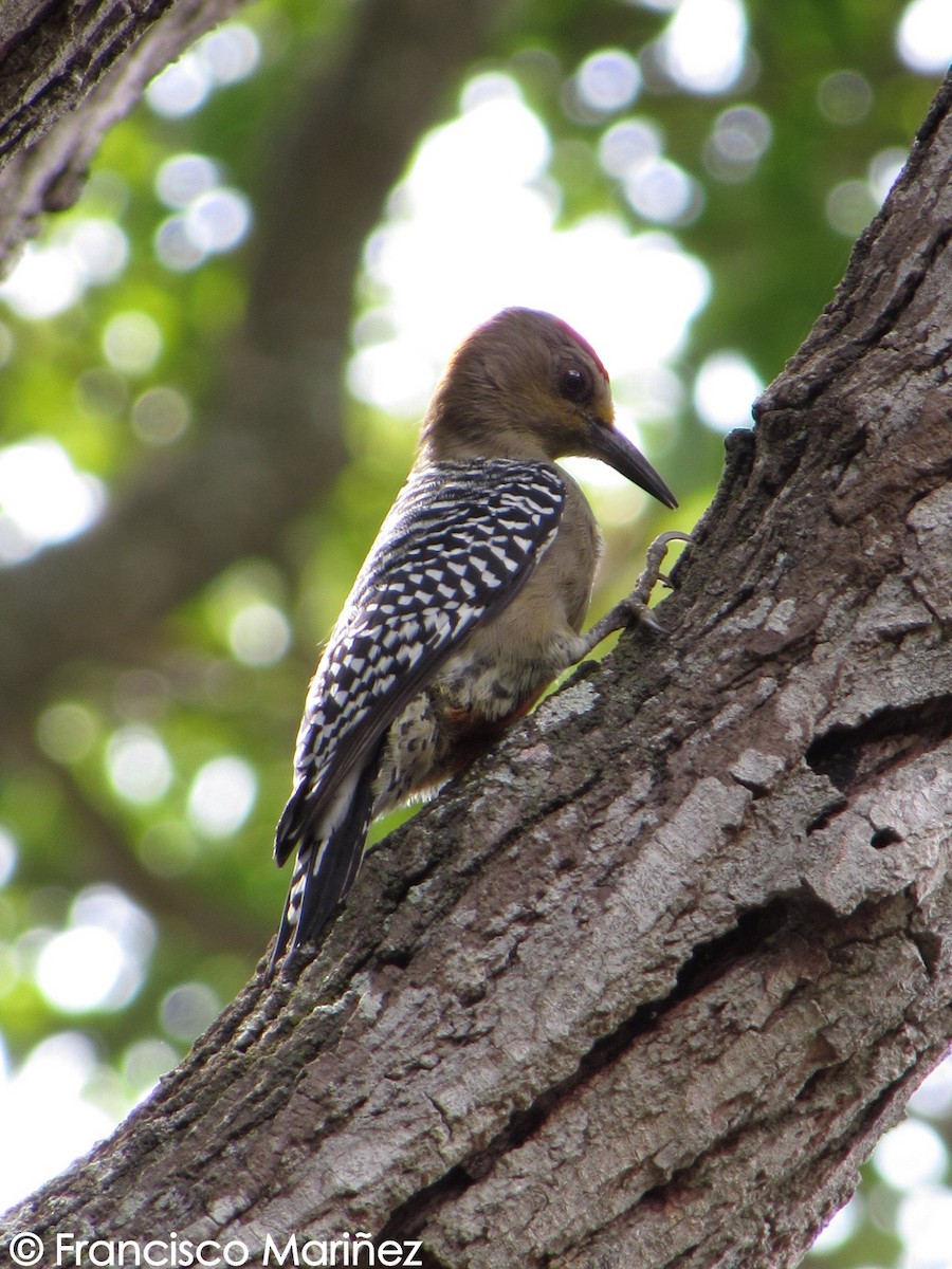 Red-crowned Woodpecker - ML29202851