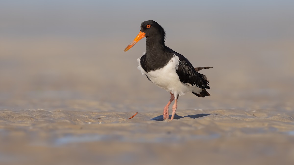 Pied Oystercatcher - Chris Young