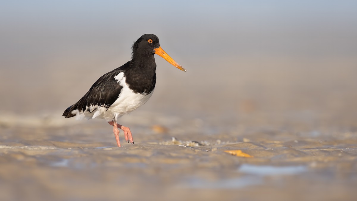 Pied Oystercatcher - Chris Young