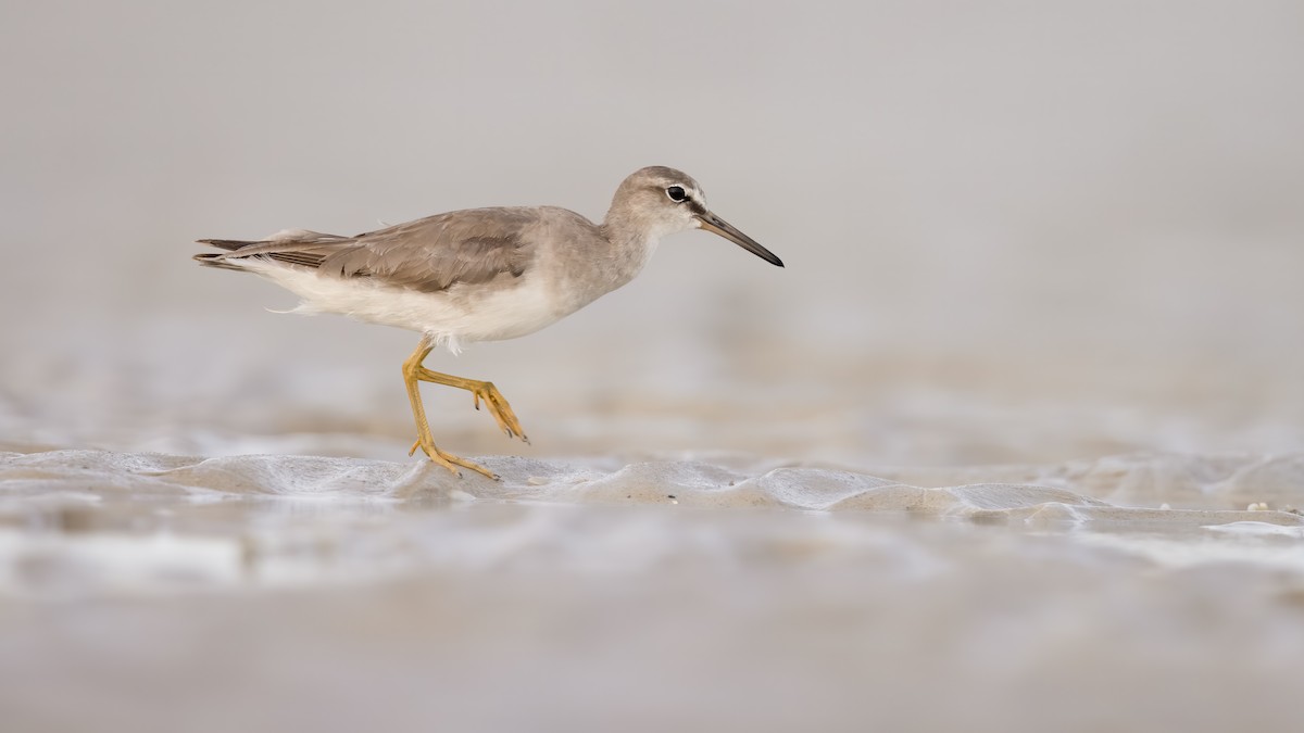Gray-tailed Tattler - Chris Young