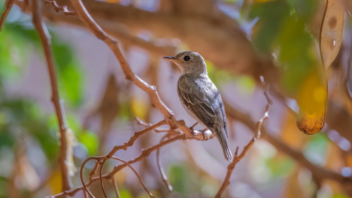 Brown-streaked Flycatcher - Chris Young