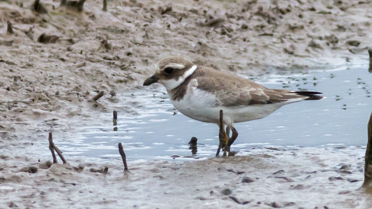 Common Ringed Plover - ML292033531