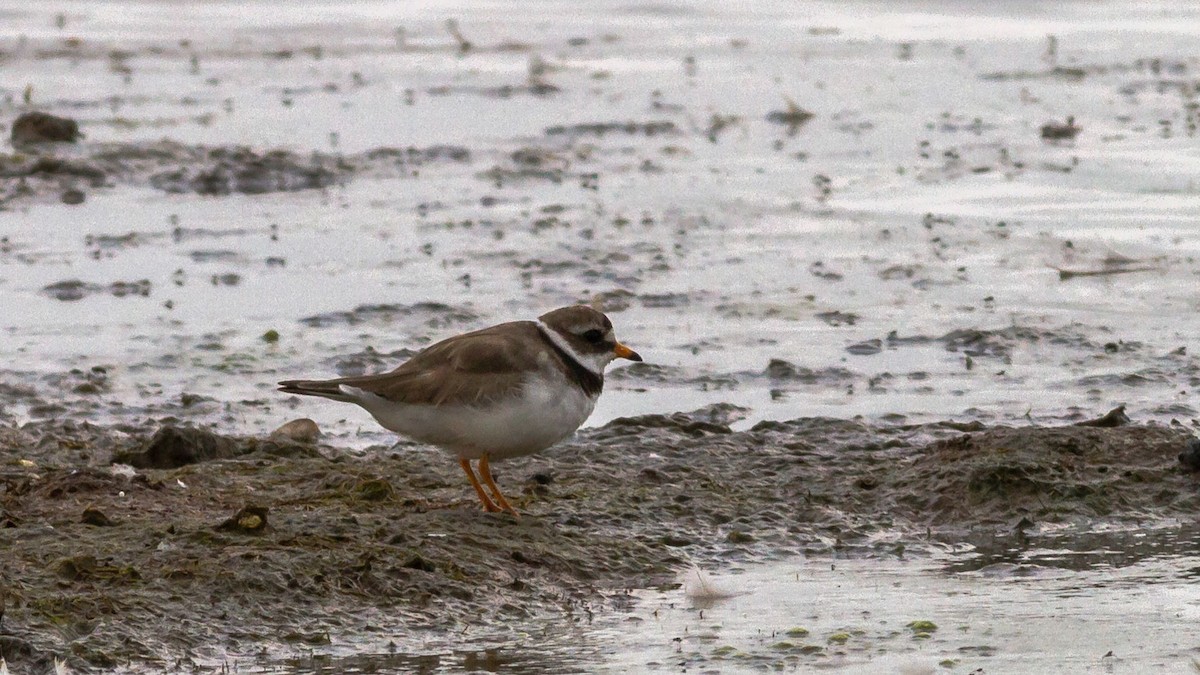 Common Ringed Plover - ML292033971