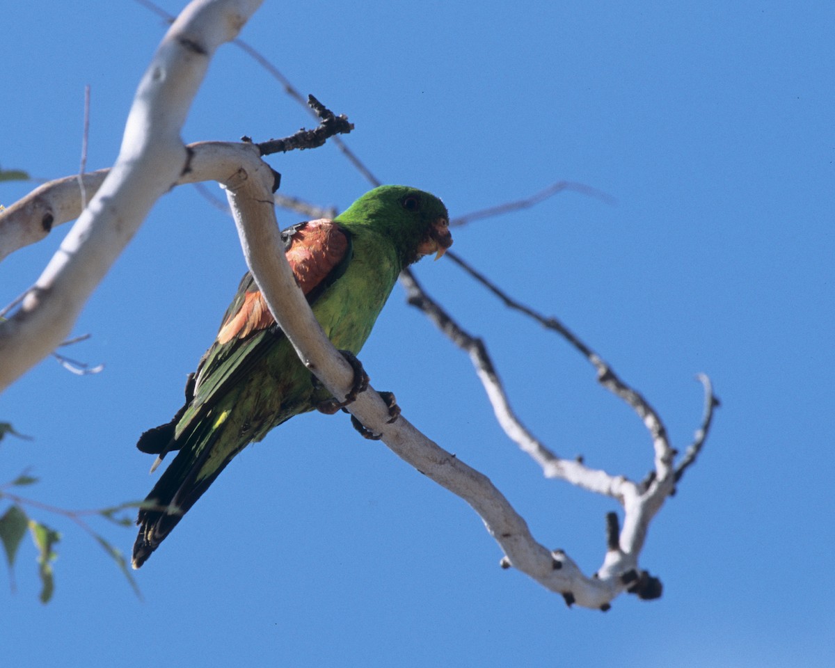Red-winged Parrot - ML292040121