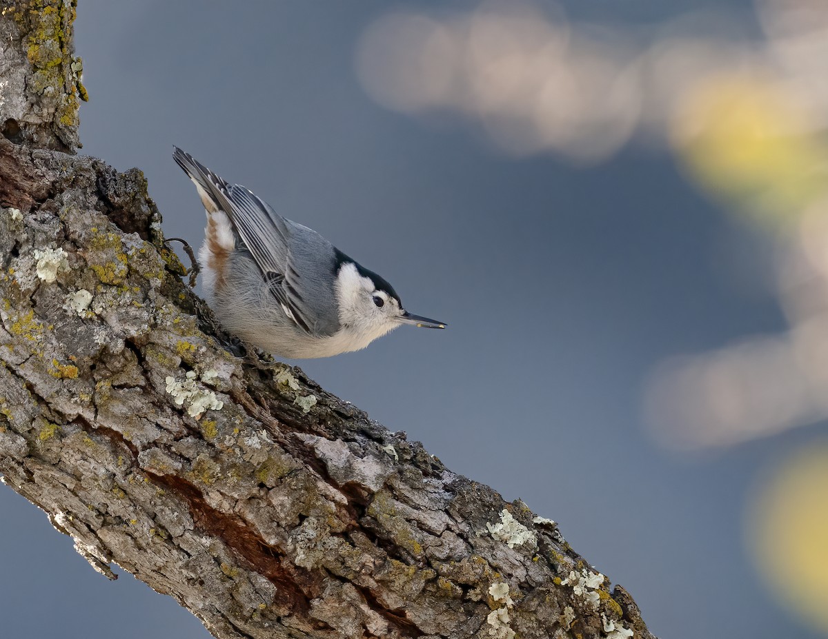 White-breasted Nuthatch - ML292041011
