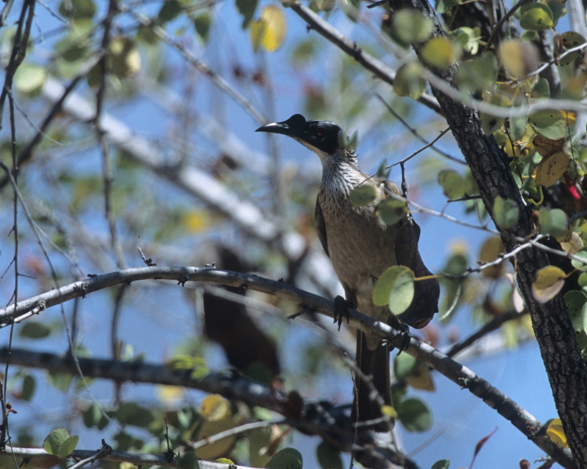 Silver-crowned Friarbird - ML292042121