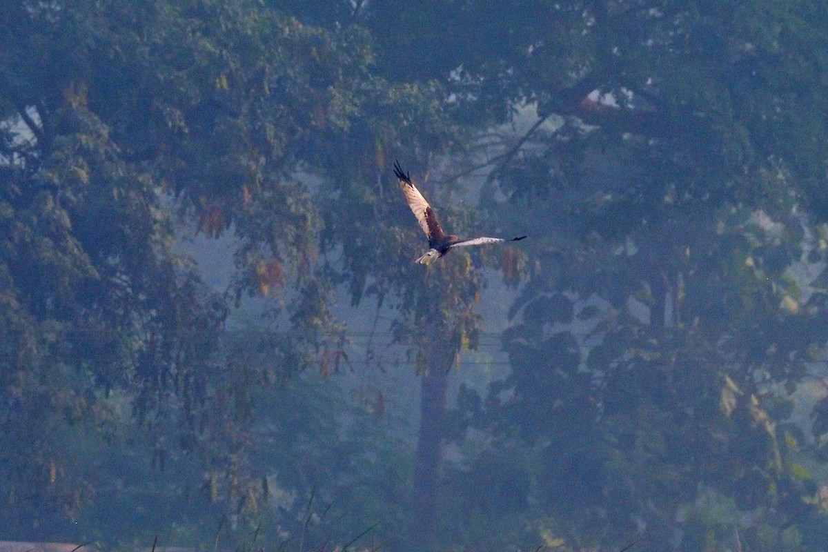 Western Marsh Harrier - Kishorenath T