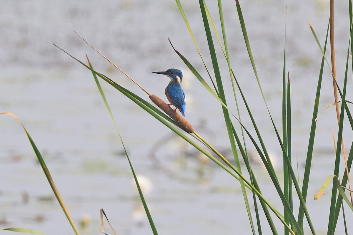 Common Kingfisher - Kishorenath T