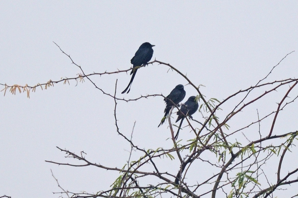 Black Drongo - Kishorenath T