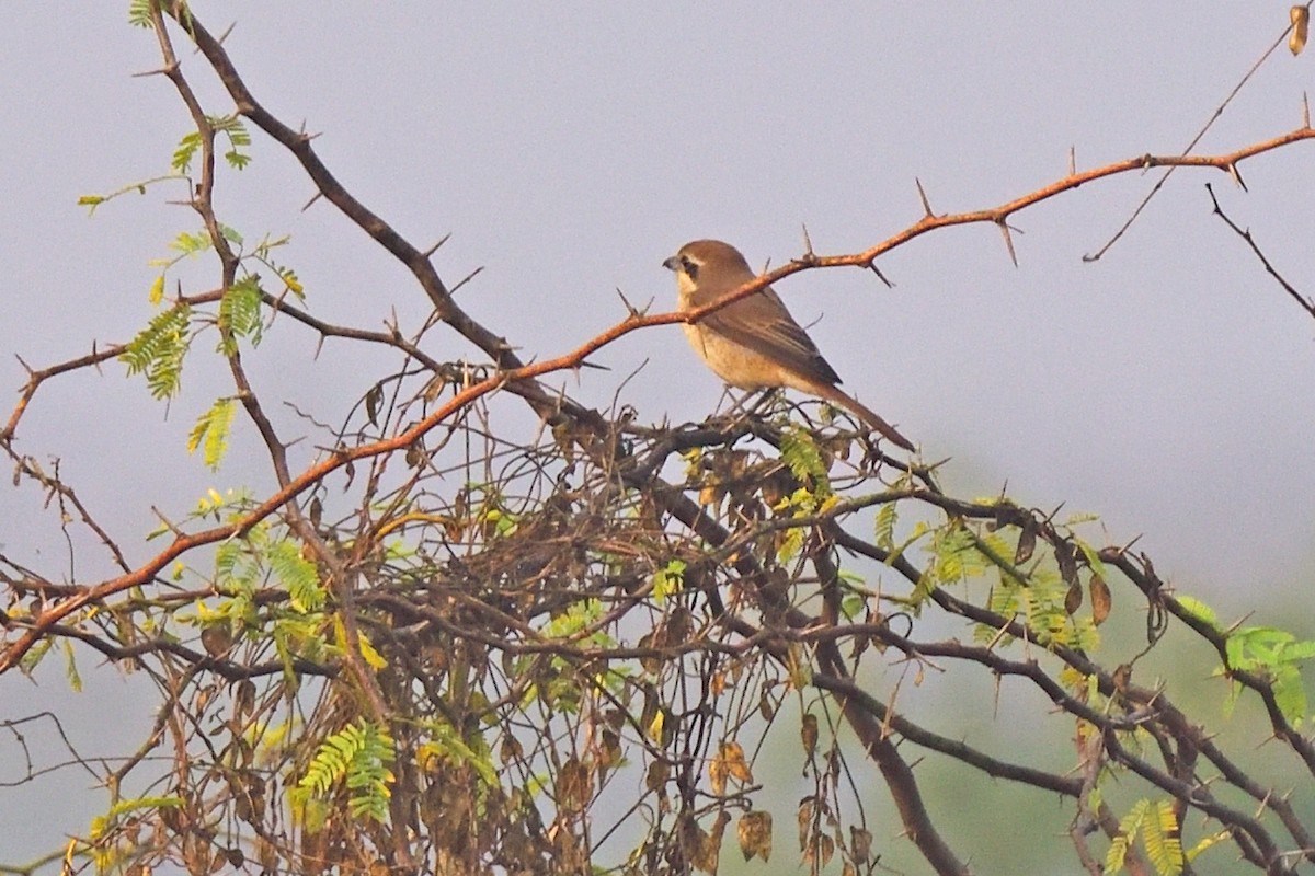 Brown Shrike - Kishorenath T