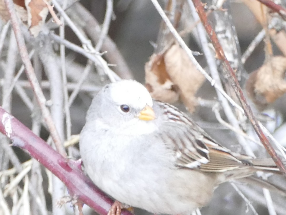 White-crowned Sparrow - ML292045051