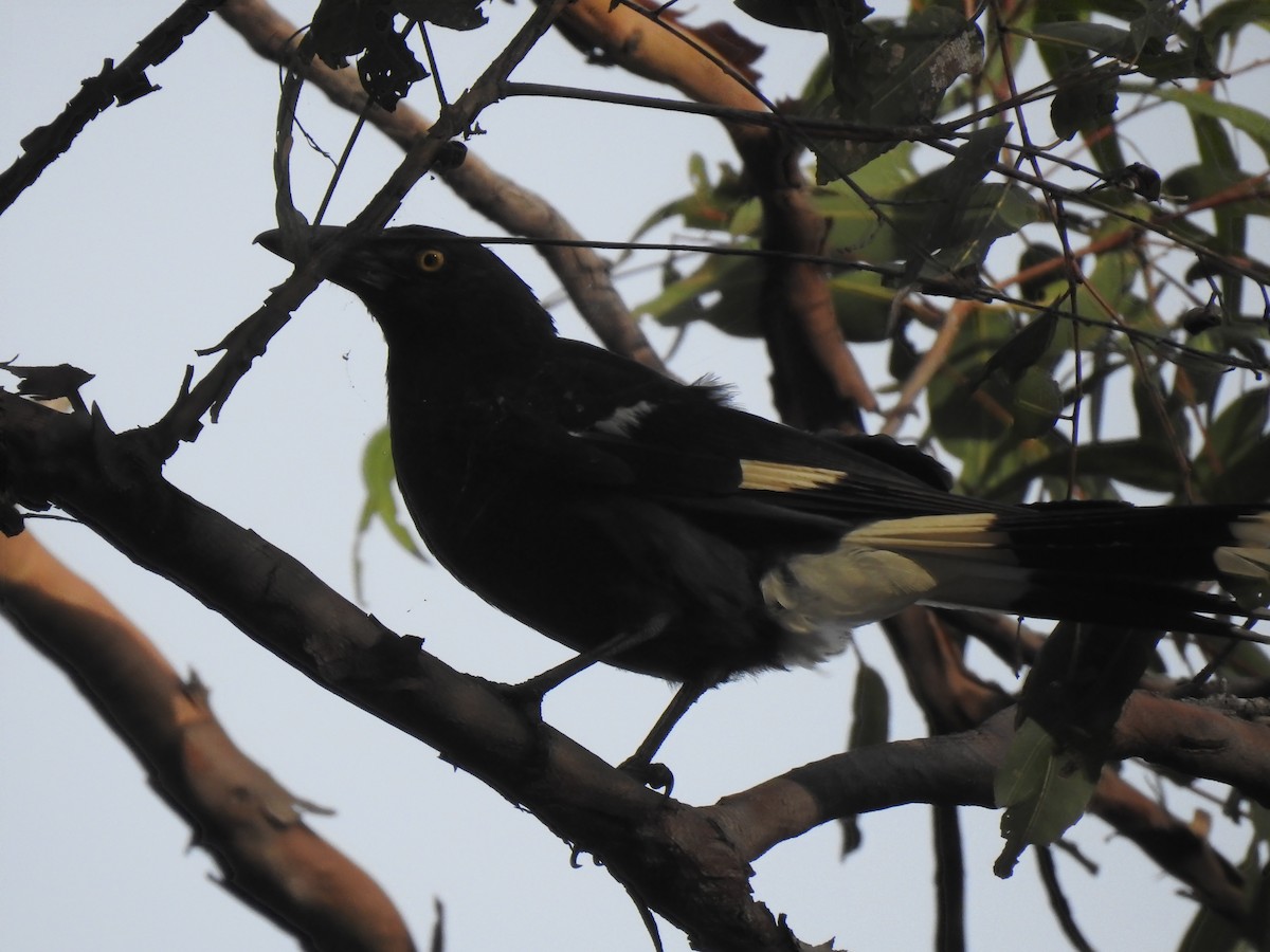 Pied Currawong - ML292045151