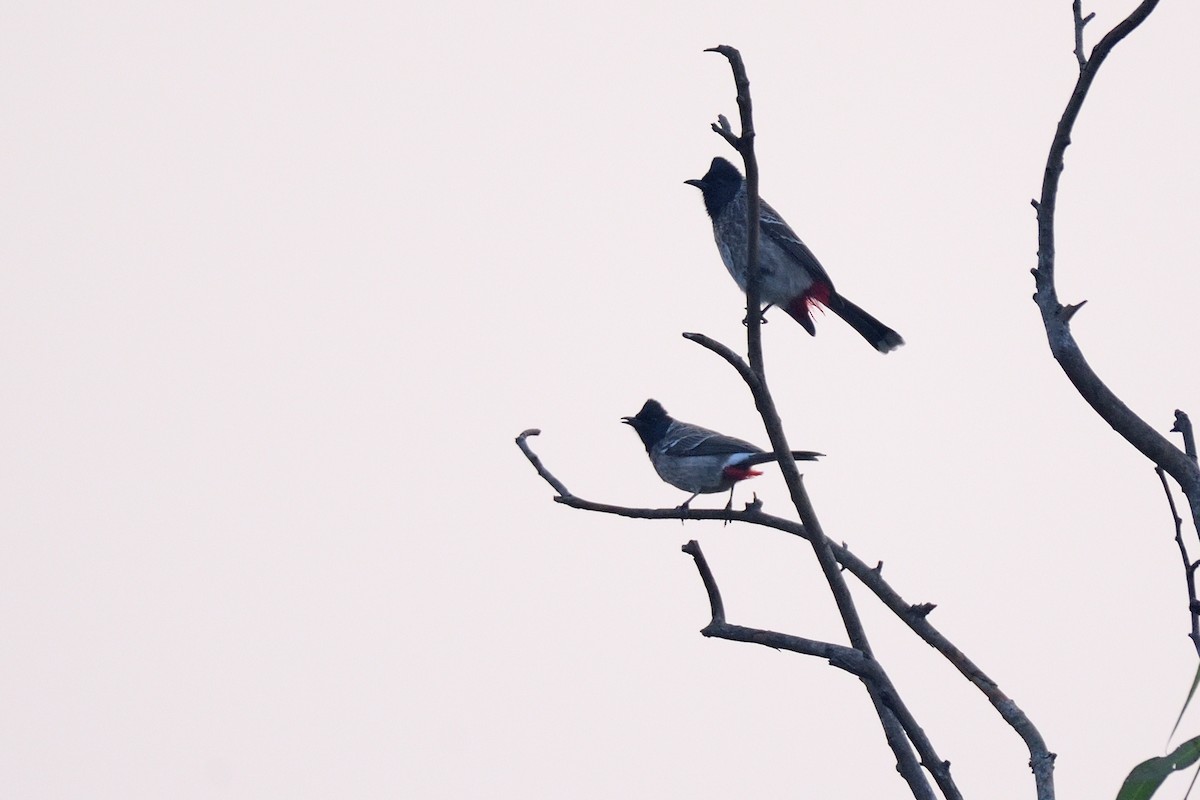 Red-vented Bulbul - ML292045301