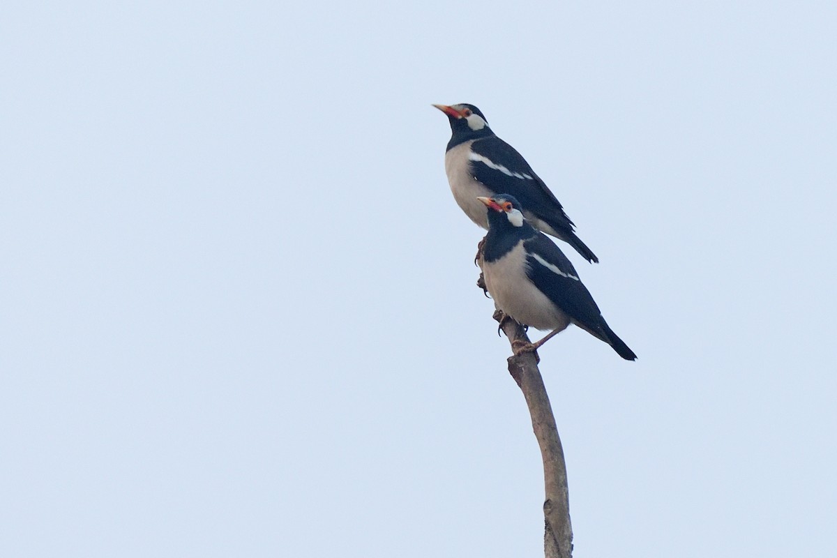 Indian Pied Starling - ML292045721