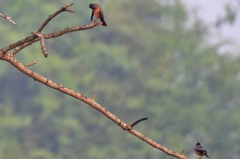 Chestnut-tailed Starling - ML292045771