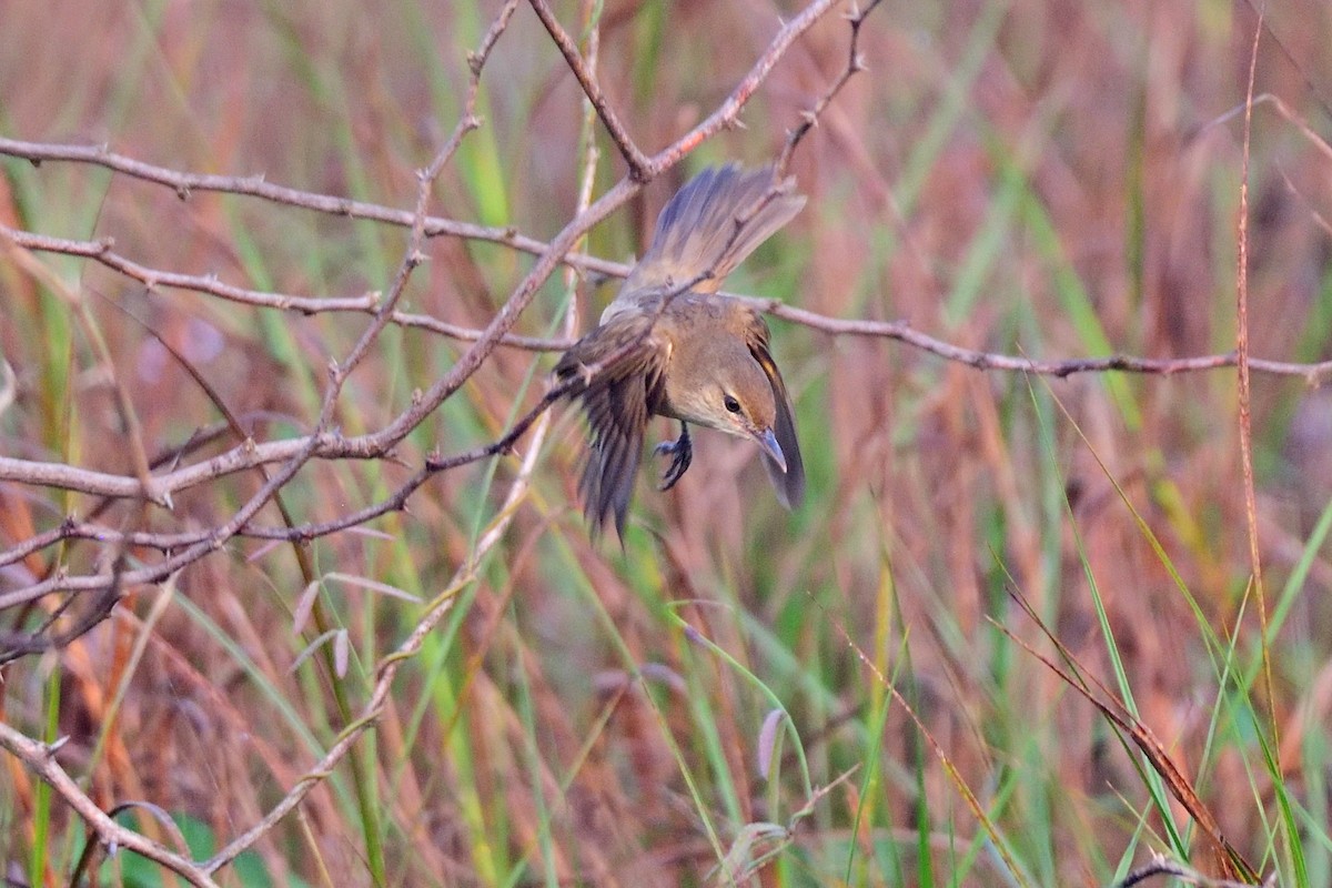 Blyth's Reed Warbler - Kishorenath T