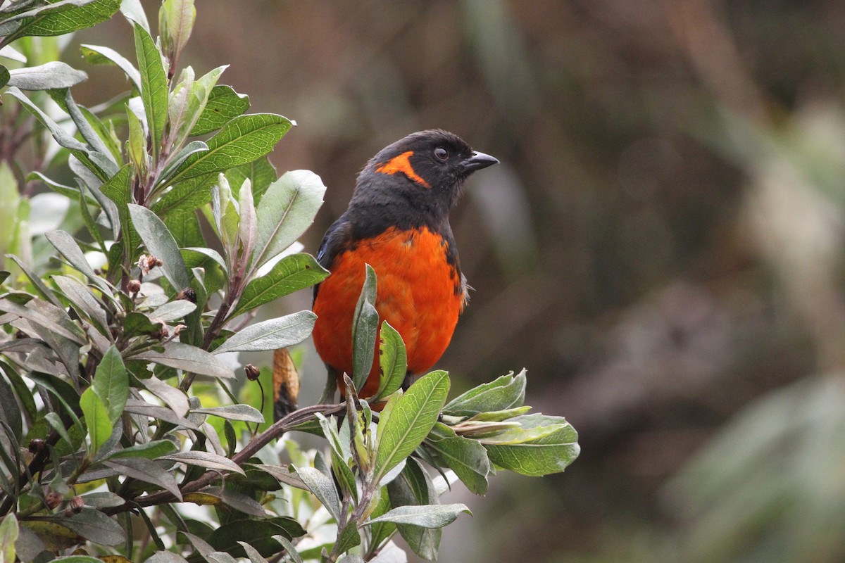 Scarlet-bellied Mountain Tanager - ML292053241