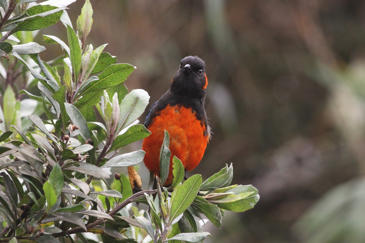 Scarlet-bellied Mountain Tanager - ML292053261