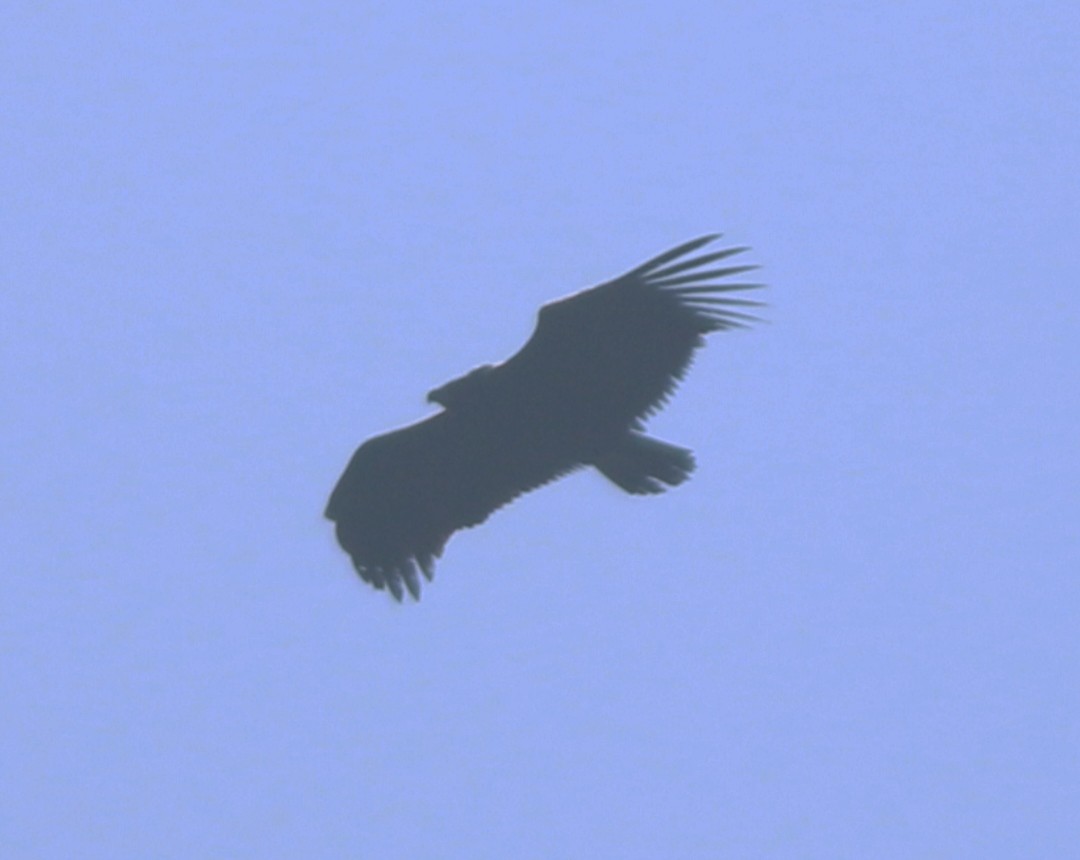 Cinereous Vulture - ML292053301