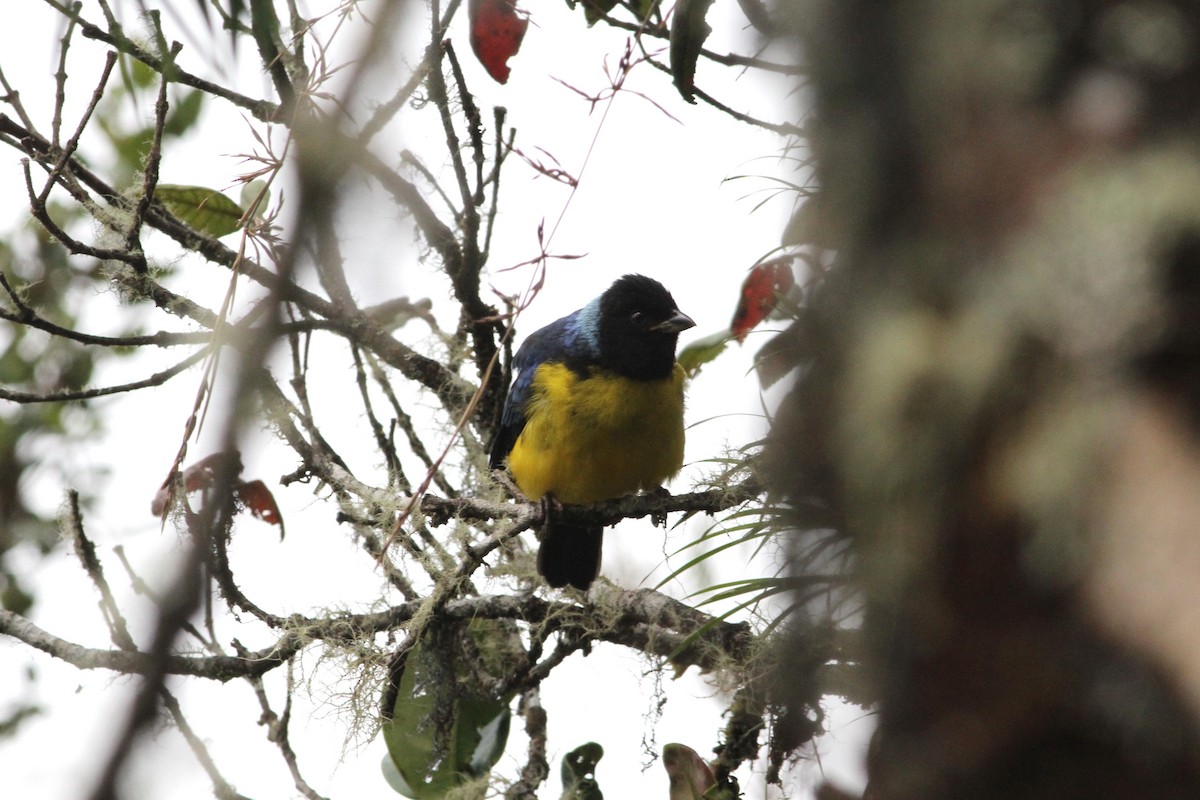 Hooded Mountain Tanager - ML292053331