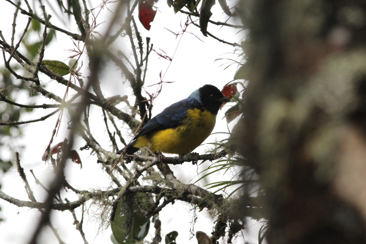 Hooded Mountain Tanager - ML292053341