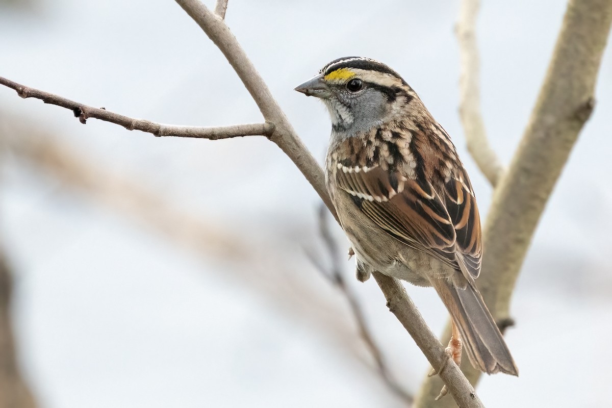 White-throated Sparrow - Bill Wood