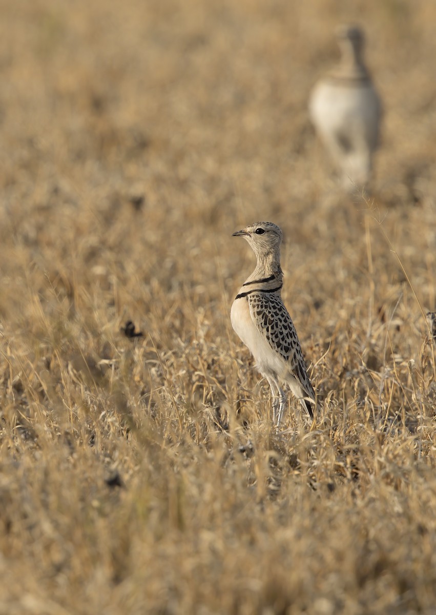 Double-banded Courser - ML292061061