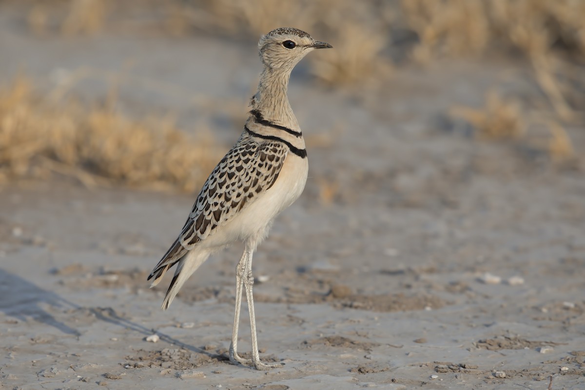 Double-banded Courser - ML292061081