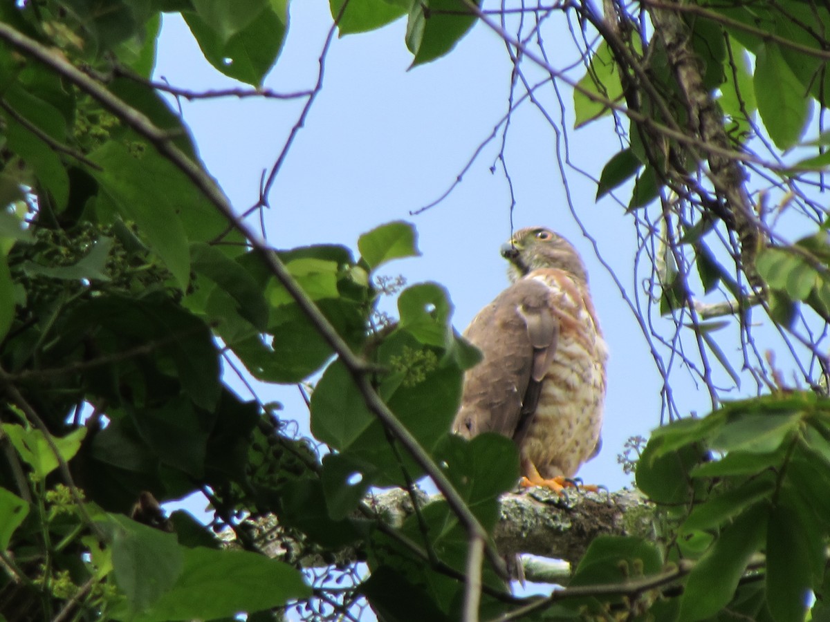 Double-toothed Kite - Howard Youth