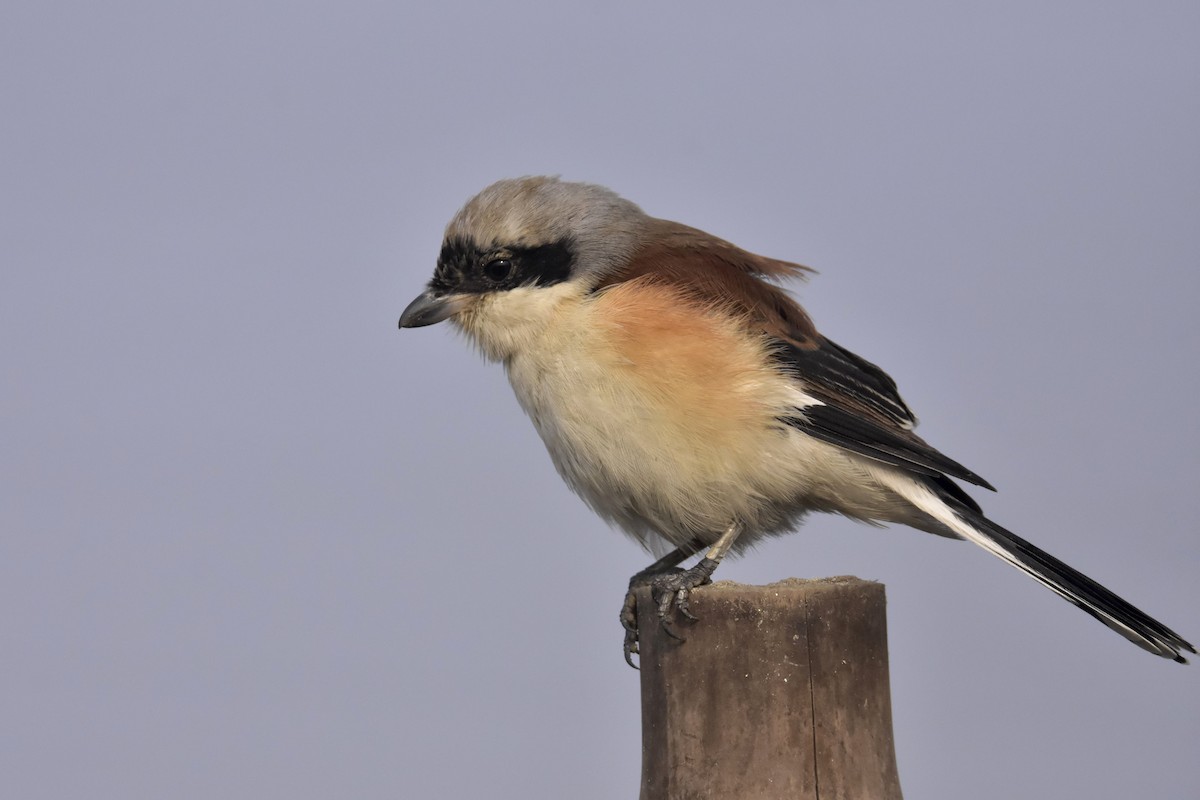 Bay-backed Shrike - ML292064031