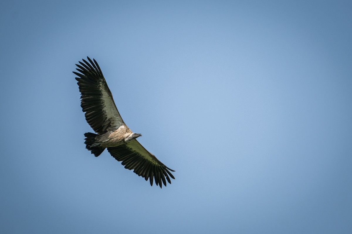 White-backed Vulture - Pablo Moraga