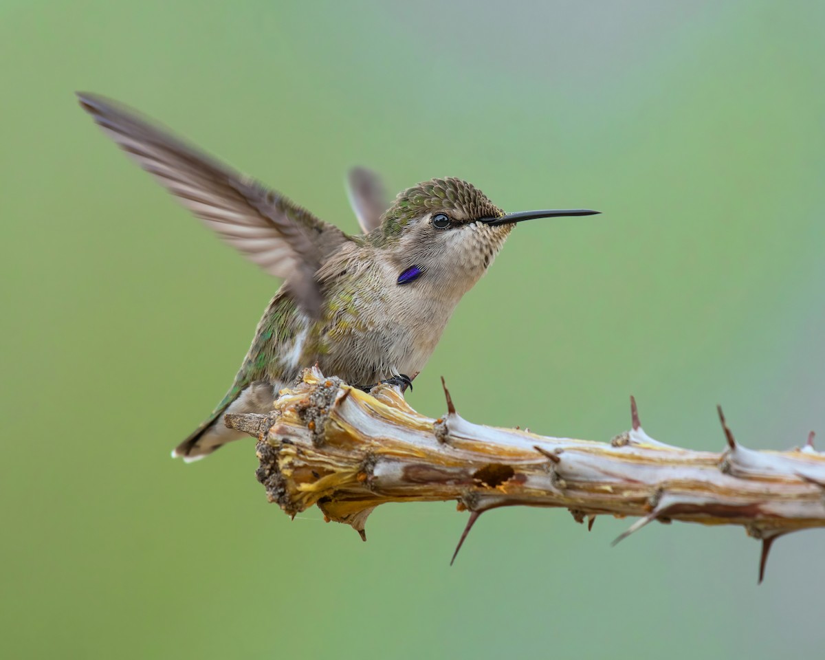 Costa's Hummingbird - Alison Davies