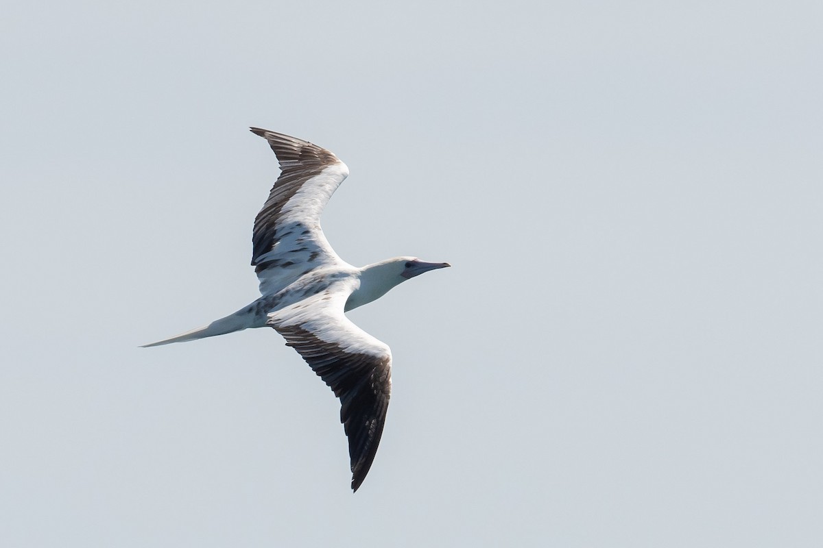 Red-footed Booby - ML292070281