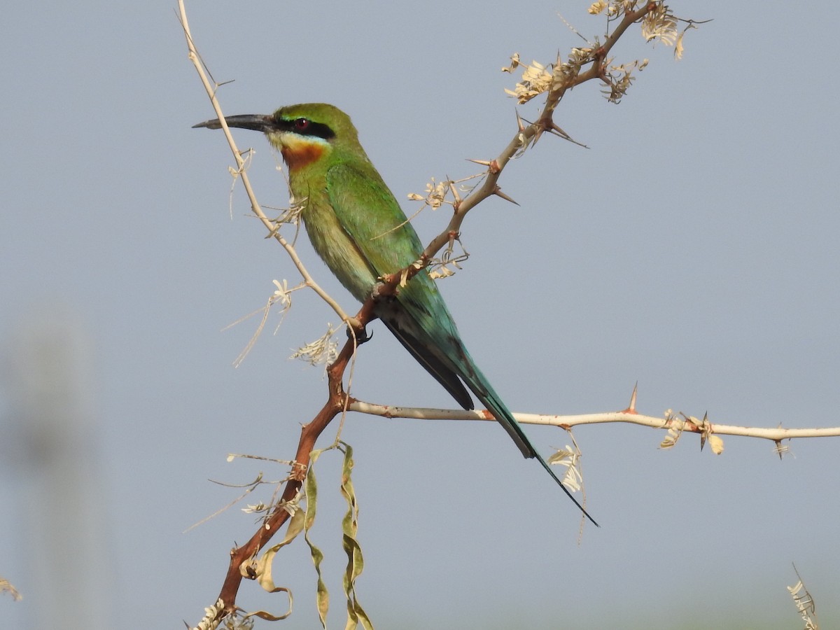 Blue-tailed Bee-eater - Rajendra Gadgil